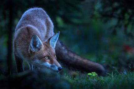 un renard