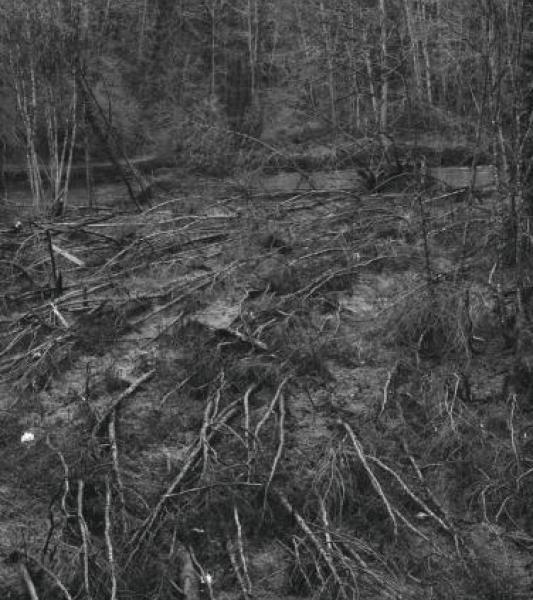 des arbres déracinés