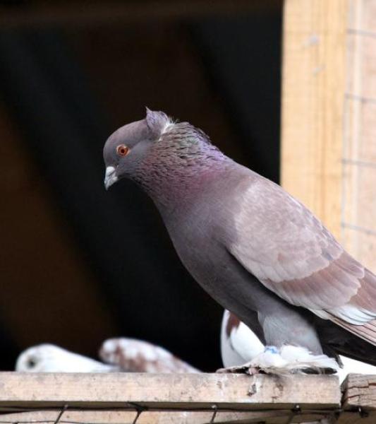 pigeon-g4931903d9_1280.jpg