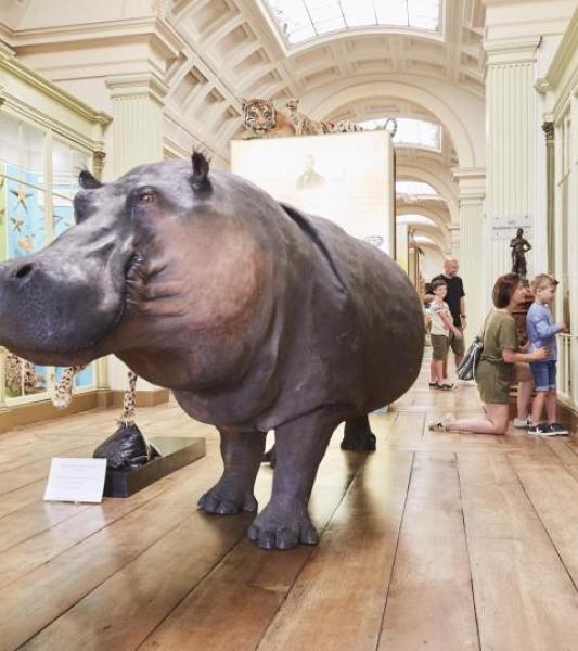 Visitez le Musée d'Histoire naturelle et Vivarium de Tournai