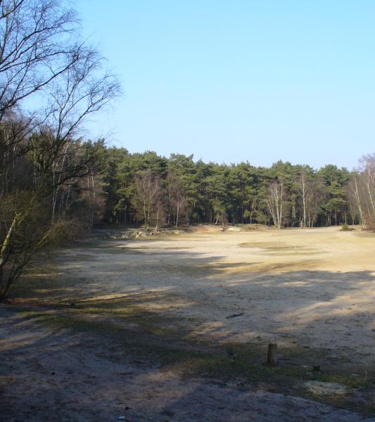 Visitez la Forêt indivise de Stambruges et sa Mer de sable !