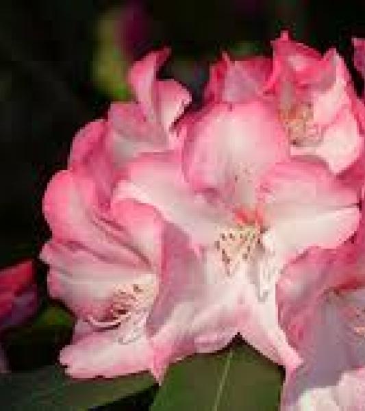 30ème édition de ‘Rhododendrons et Azalées en Fleurs ‘ 