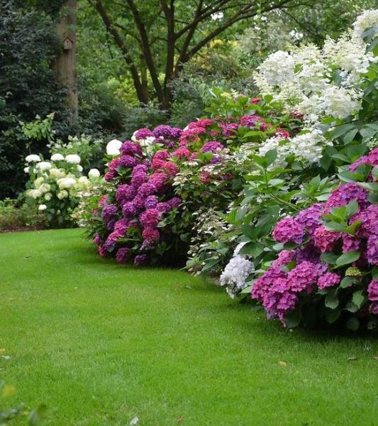 Hortensias en fête