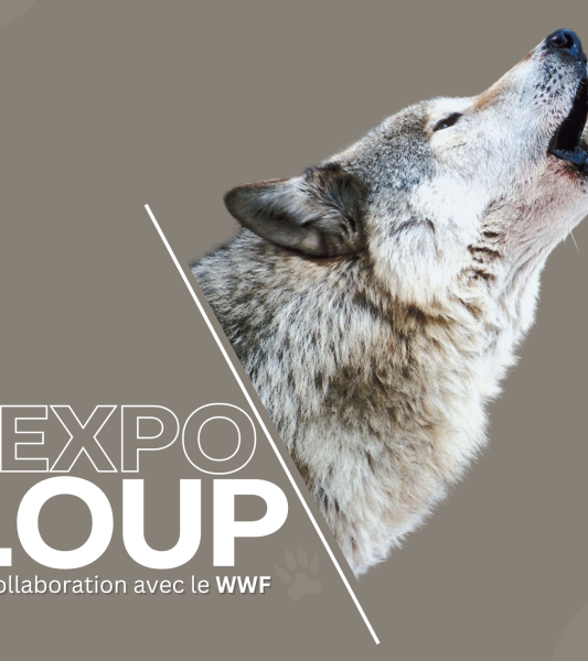 Loup à l’Aquascope Virelles 