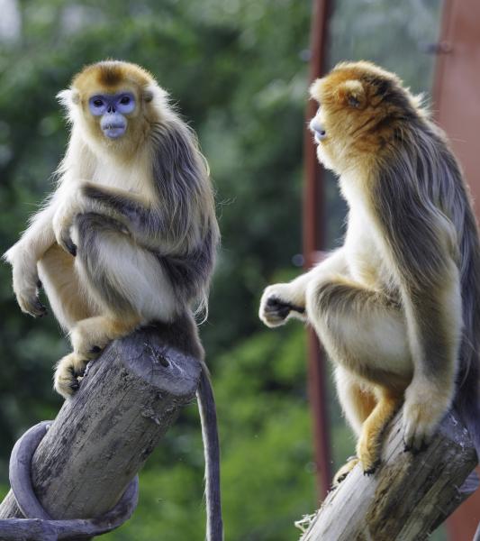 Découvrez les 3 singes dorés à Pari Daiza !  