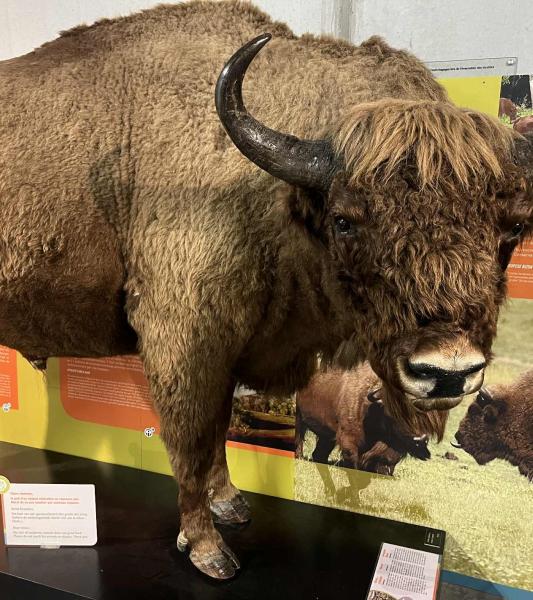 Les Animaux et la Guerre au Centre Plugstreet 14-18 Experience