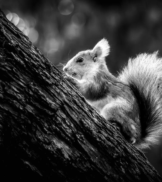 Murmures d’écorces à l’Escale forestière 