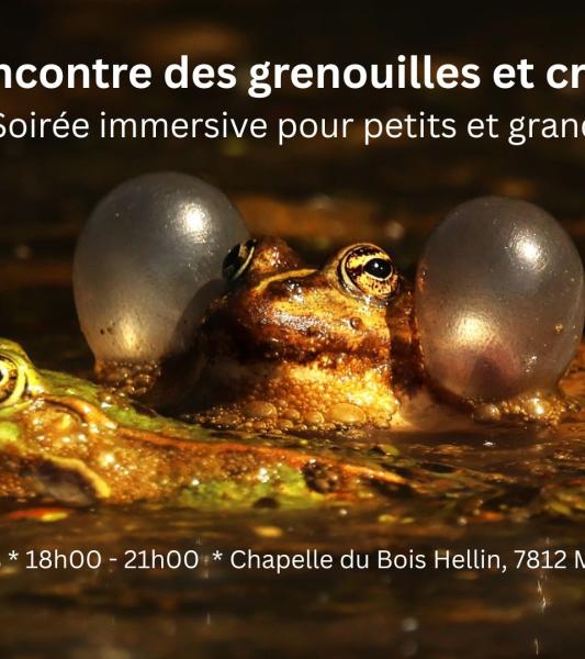 Balade guidée sur la traversée des grenouilles et crapauds - soirée immersive