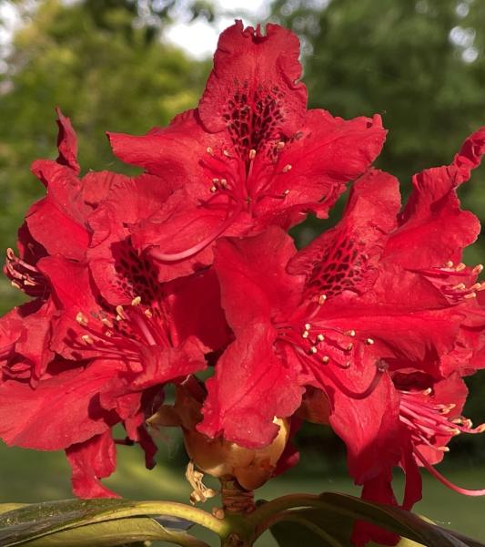 Rhododendrons et Azalées en Fleurs