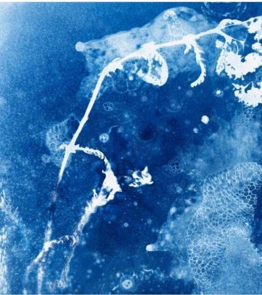 Cyanotype botanique