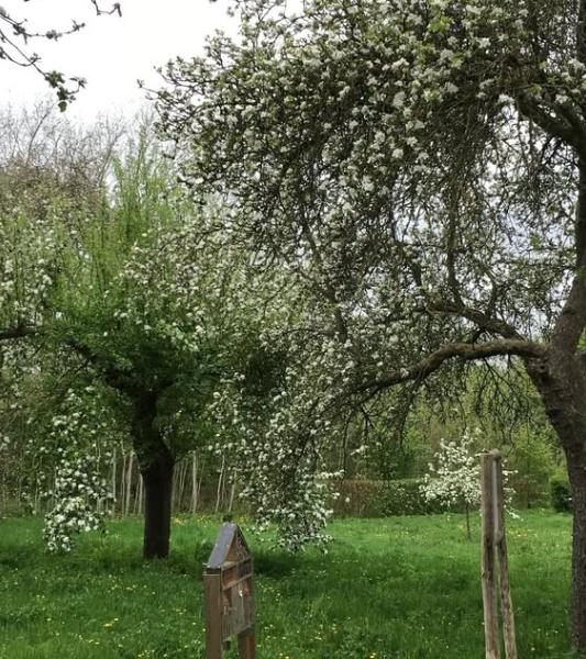 Entre fruits & abeilles