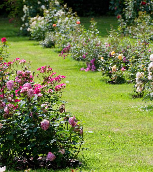 VISITES DES JARDINS DES ROSES 