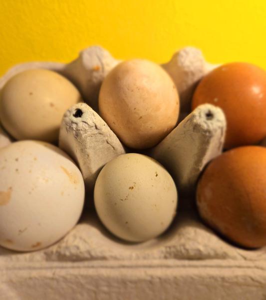 𝐑𝐞𝐧𝐨𝐮𝐯𝐞𝐥𝐥𝐞𝐦𝐞𝐧𝐭 𝐝𝐮 𝐂𝐨𝐧𝐬𝐞𝐢𝐥 𝐝𝐞 𝐩𝐨𝐥𝐢𝐭𝐢𝐪𝐮𝐞 𝐚𝐥𝐢𝐦𝐞𝐧𝐭𝐚𝐢𝐫𝐞 𝐝𝐮 𝐂œ𝐮𝐫 du Hainaut.