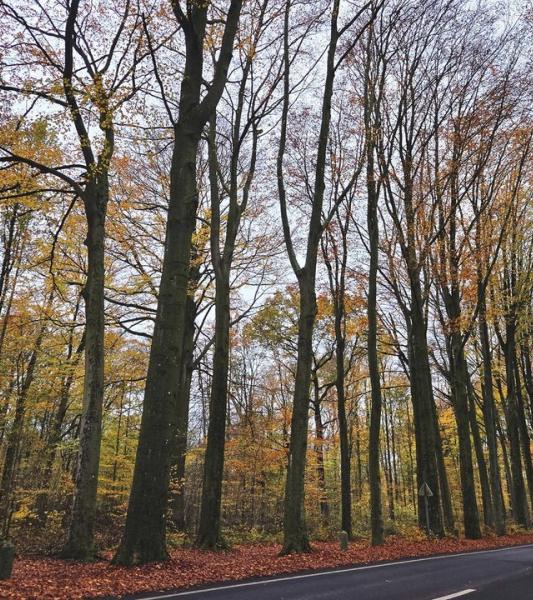 Hainaut Développement vous invite à sa traditionnelle Journée de l’Arbre et des Saveurs locales, le dimanche 24 novembre de 10h à 17h, autour de la thématique “Fleurs et couleurs” avec de nouvelles animations s’adressant aux petits comme aux grands.