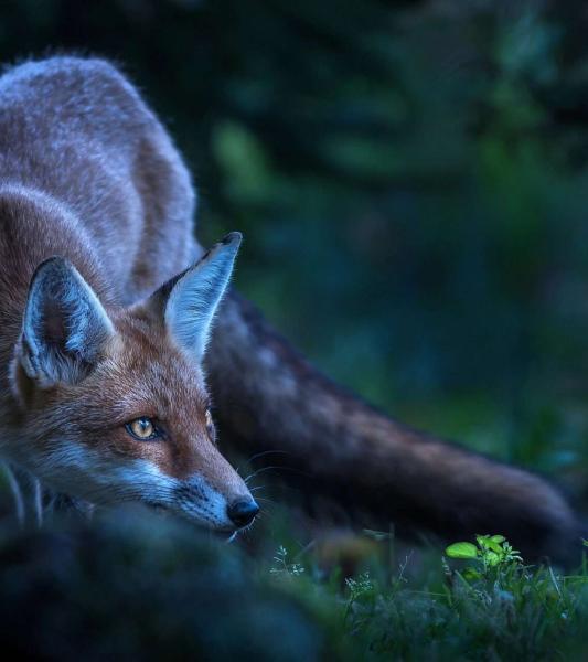un renard
