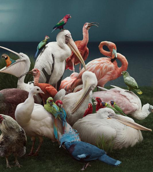 des animaux entremêlés