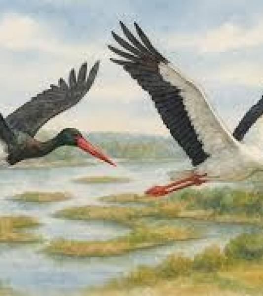 2 cigognes