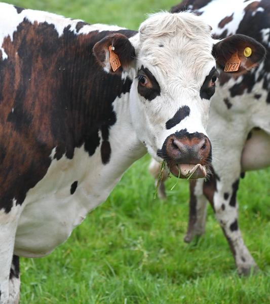 agri