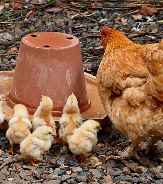 poule