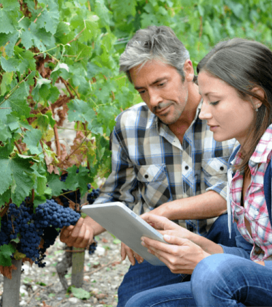 Les laboratoires d'Hainaut Analyses Ath, la haute école Condorcet et le CARAH sont pionniers dans les conseils de faisabilité donnés aux futurs viticulteurs afin de maîtriser leur production "De la terre au verre".
