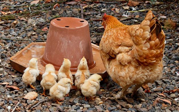 poule